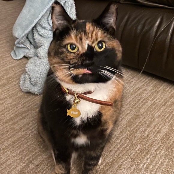 sooperkitten